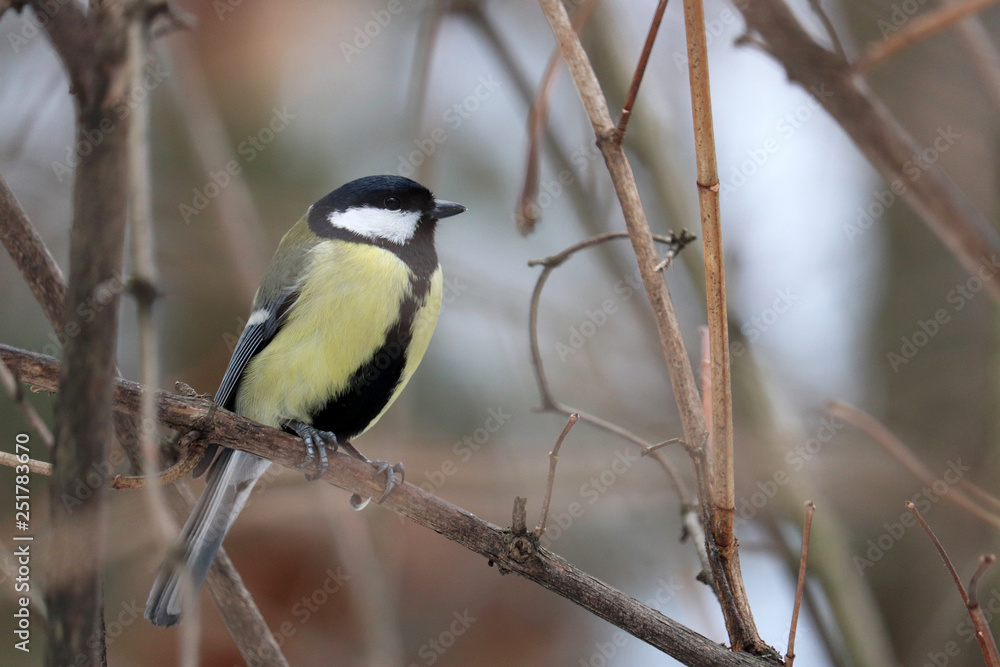 Tit sitting on a branch in the park. Concept for cold weather, titmouse as a symbol of coming spring