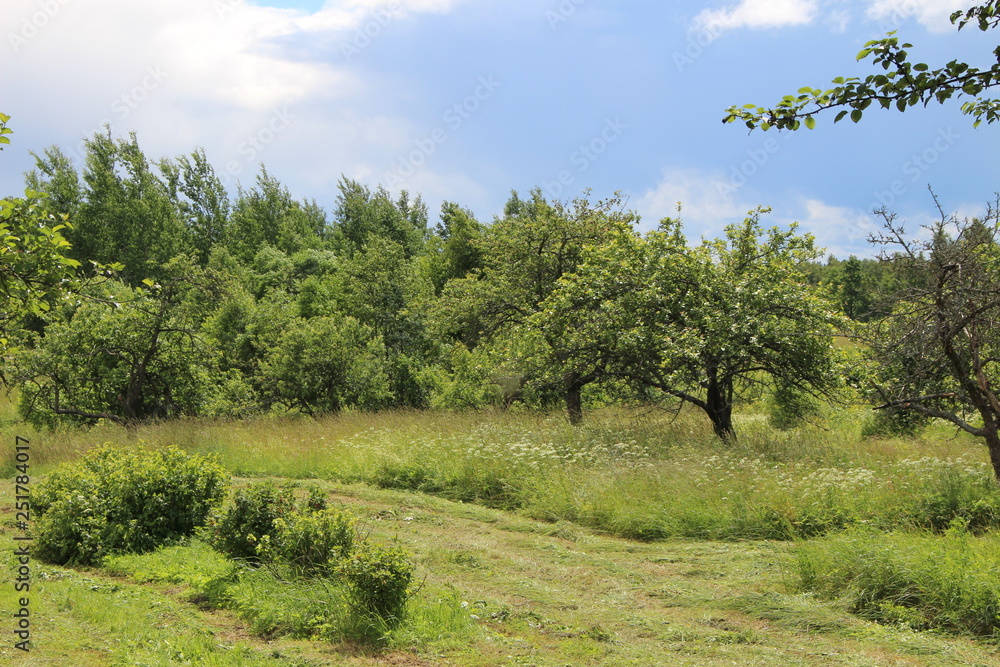 Green apple garden landscape view Green apple garden landscape view