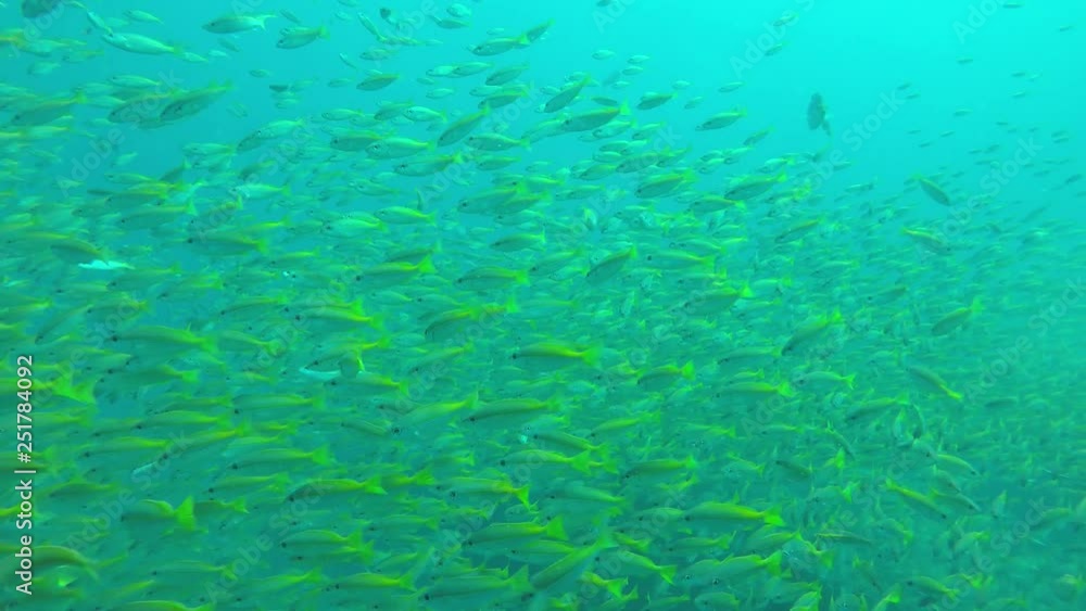 School of Bigeye Snapper fish School of Bigeye Snapper fish