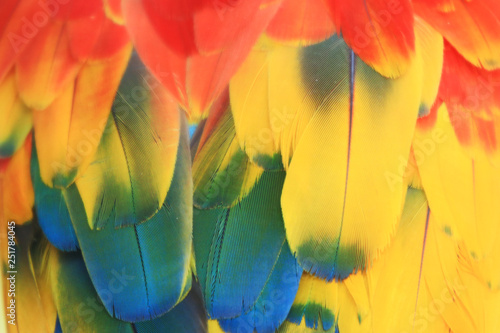 Colorful macaw feathers.