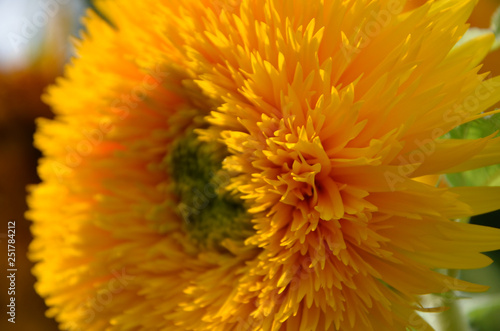 sonnenblume  sunflower