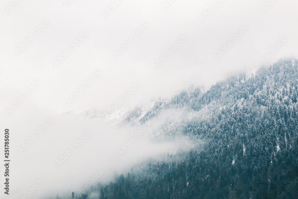Mysterious clouds in the mountains. Coniferous forest on the different plans of the picture. Mysterious clouds in the mountains. Coniferous forest on the different plans of the picture.