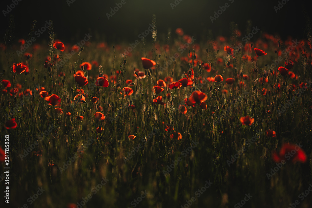 Obraz premium Red poppies field. The Sun setting on a field of poppies in the countryside
