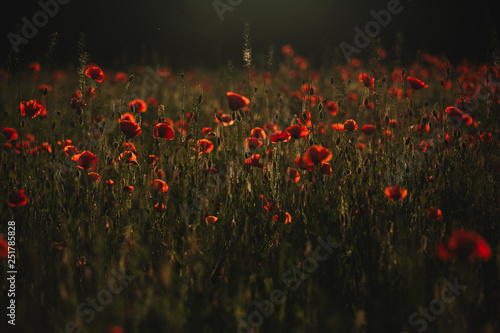 Red poppies field. The Sun setting on a field of poppies in the countryside
