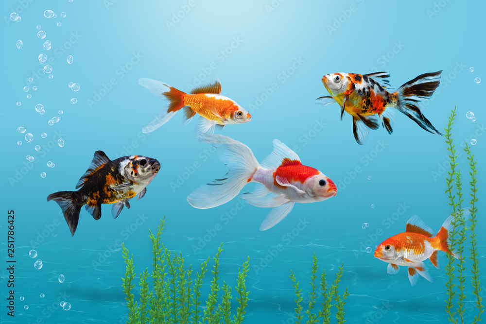 Goldfish in aquarium, blue background, different colorful carassius auratus  fishes in fish tank with bubbles and water plants Stock Photo