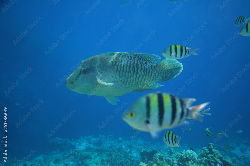 Underwater world Underwater world