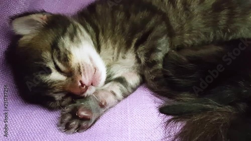 Closeup of a new born tabby cat face sleeping on a soft lilac cover 