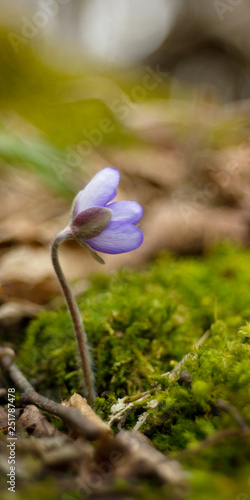 Spring flower, blue hepatica liverwort