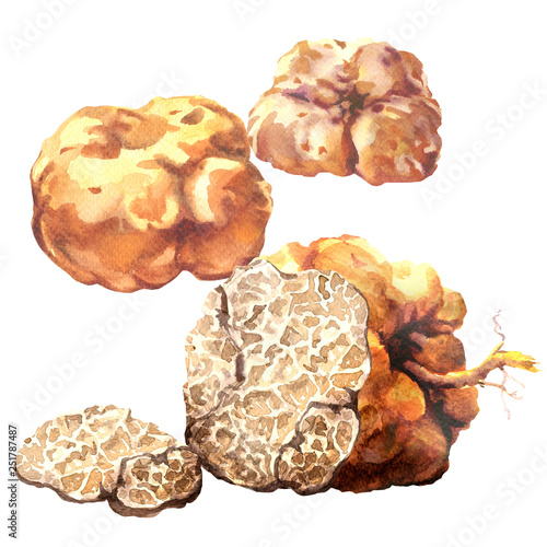 Whole and slice white truffle, precious mushroom, tuber magnatum, isolated, hand drawn watercolor illustration on white background photo