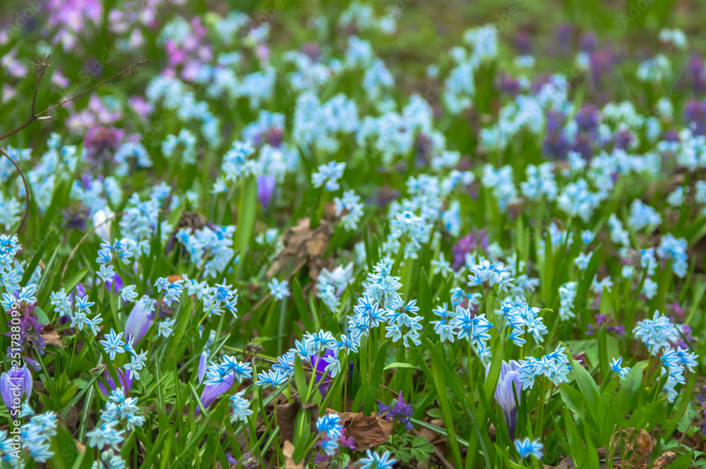 A first flowers in the early spring - bluebells or Puschkinia Adams and violet crocuses A first flowers in the early spring - bluebells or Puschkinia Adams and violet crocuses
