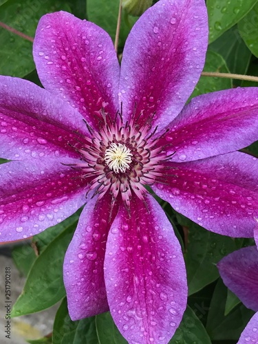 Клематисов