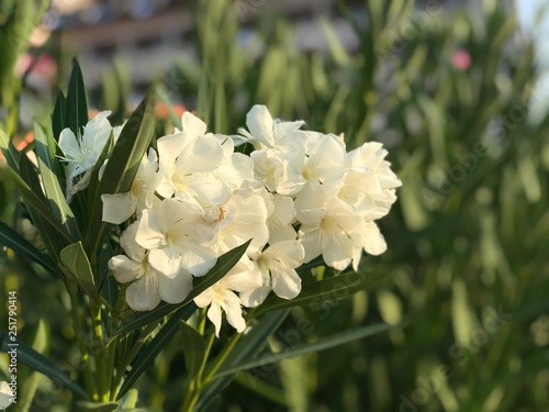 Бугенвилия