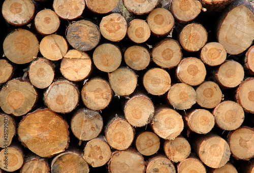 Natural background  wood logs