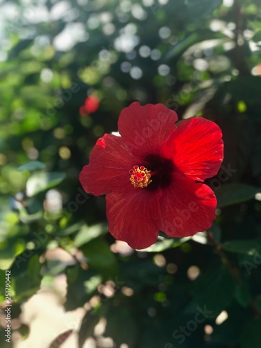 каркаде цветок