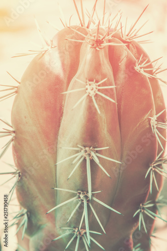 Faded blurred tropical nature background. Cactus with long needles. Gradient pink jade green toned. Trendy funky surrealistic style