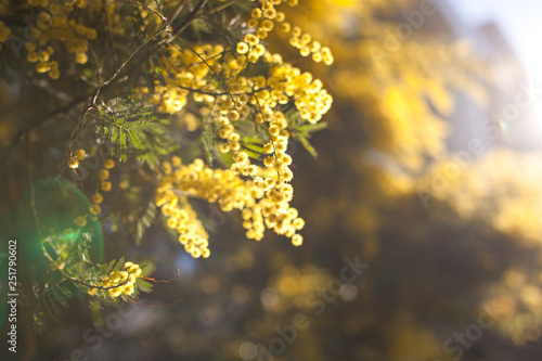 Tableau sur toile mimosa