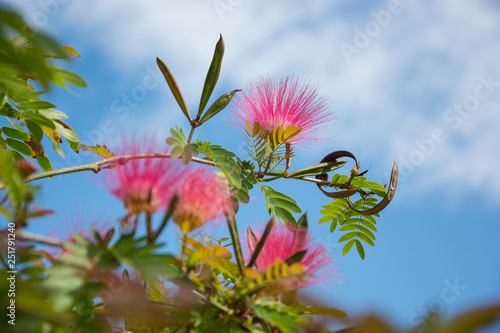 Silk Tree Mimosa. Albizia julibrissin rosea
