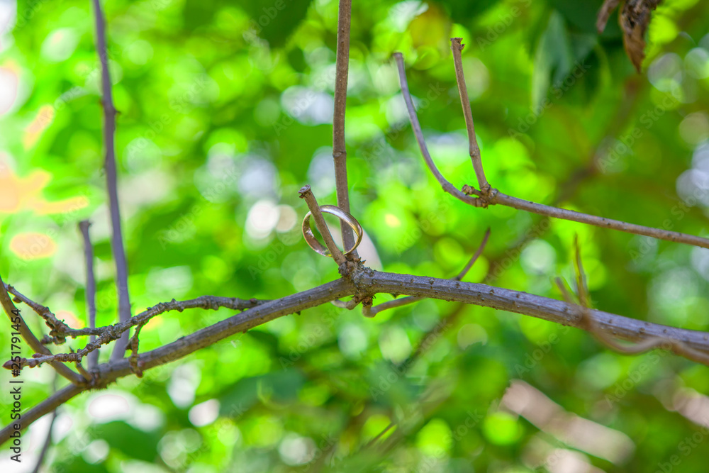 golden ring hanging on the branch golden ring hanging on the branch