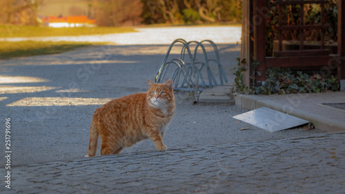 Red Haired Stray Cat In Natural Environment