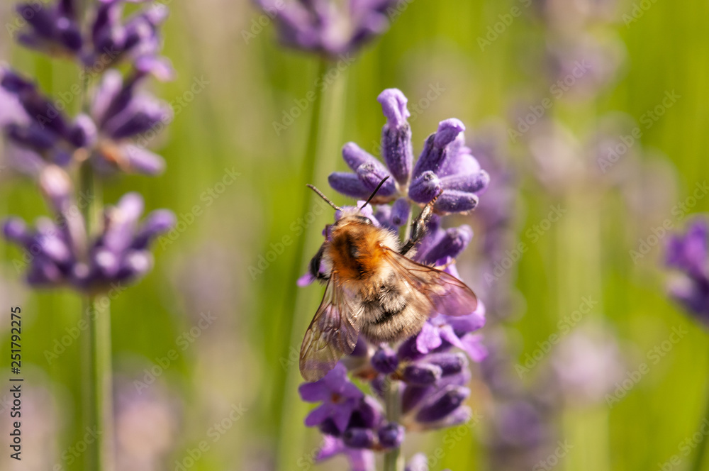 Lavender angustifolia, lavandula in sunlight in herb garden with honey bee Lavender angustifolia, lavandula in sunlight in herb garden with honey bee