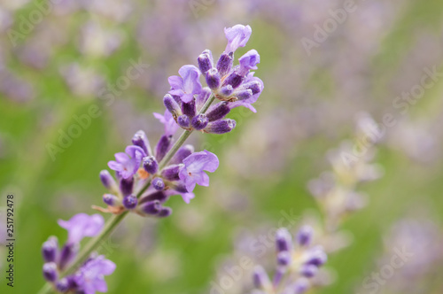 Lavender angustifolia, lavandula in sunlight in herb garden