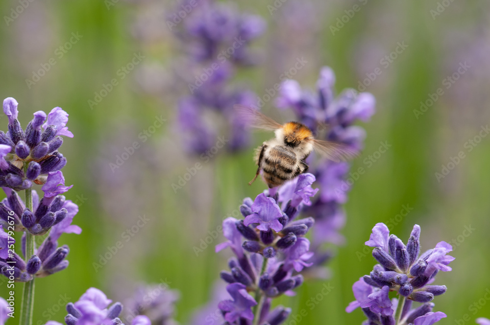 Lavender angustifolia, lavandula in sunlight in herb garden with honey bee Lavender angustifolia, lavandula in sunlight in herb garden with honey bee