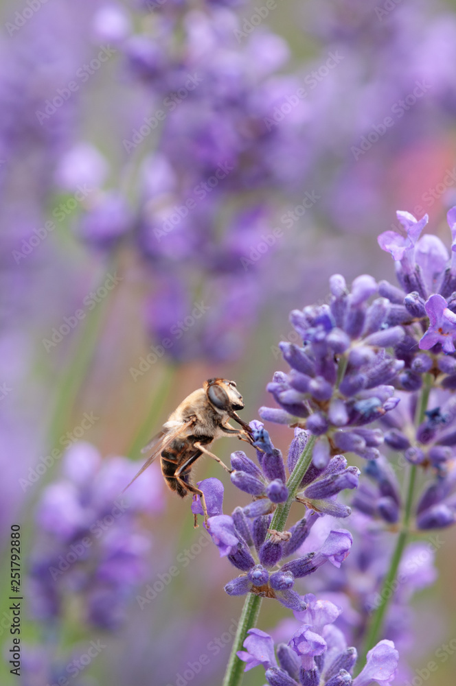 Lavender angustifolia, lavandula in sunlight in herb garden with honey bee Lavender angustifolia, lavandula in sunlight in herb garden with honey bee
