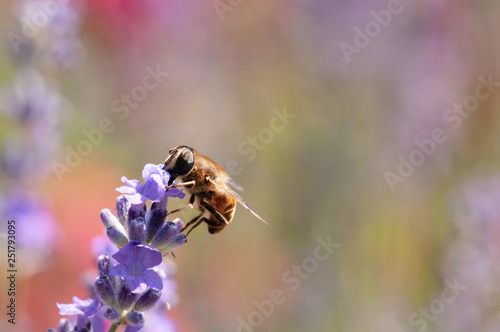 Lavender angustifolia, lavandula in sunlight in herb garden with honey bee