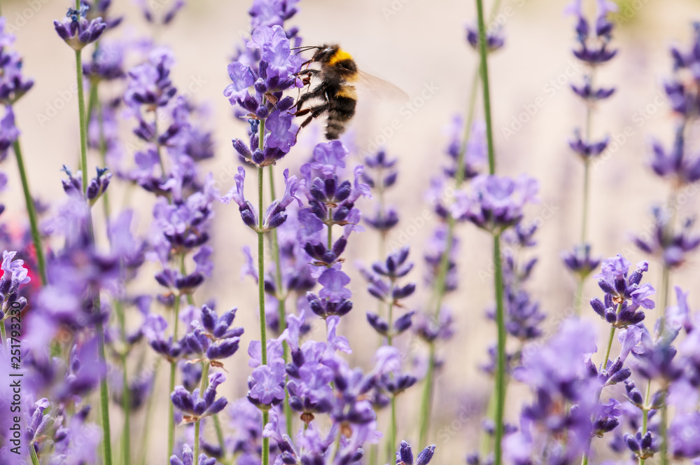 Fototapeta premium Lavender angustifolia, lavandula in sunlight in herb garden with honey bee