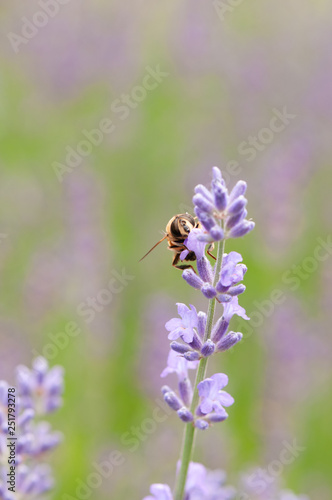 Fototapeta Naklejka Na Ścianę i Meble -  Lavender angustifolia, lavandula in sunlight in herb garden with honey bee
