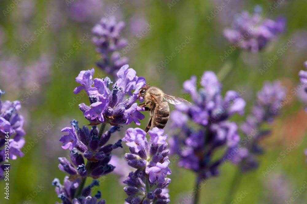 Lavender angustifolia, lavandula in sunlight in herb garden with honey bee Lavender angustifolia, lavandula in sunlight in herb garden with honey bee