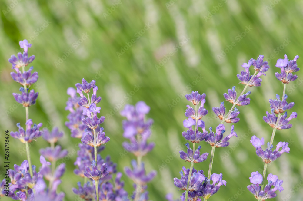 Obraz premium Lavender angustifolia, lavandula in sunlight in herb garden