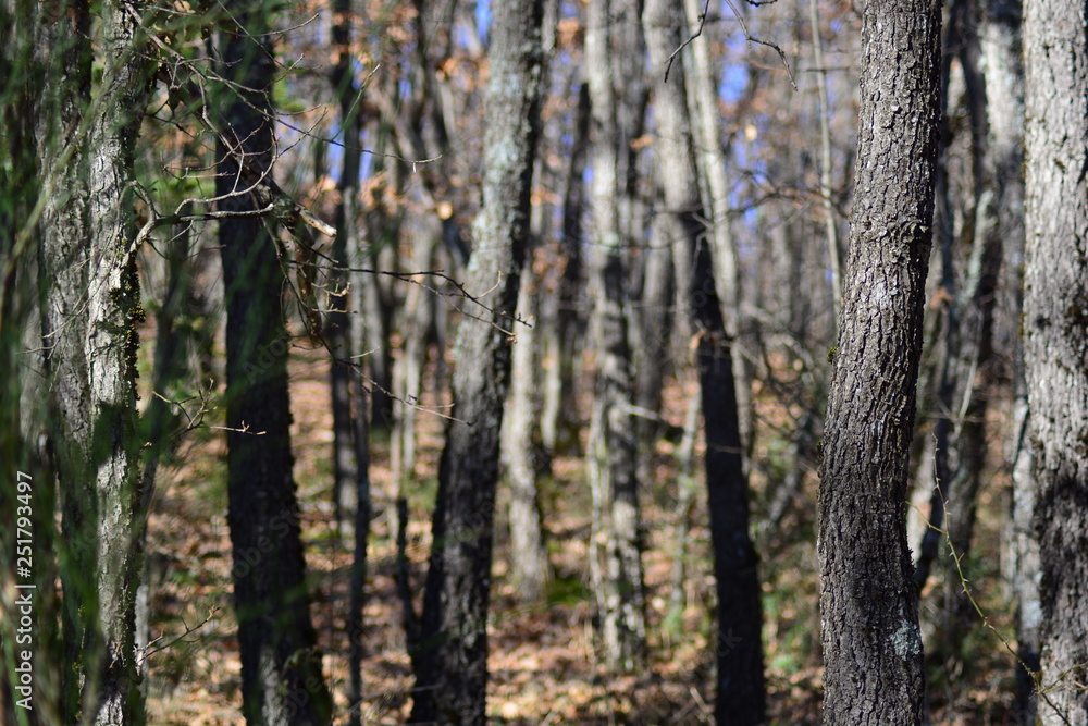 Obraz premium Zoom into the Forest