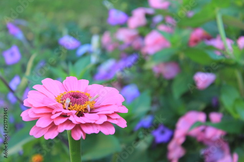 Beautiful fresh bright purple flowers on the summer meadow. Natural floral background