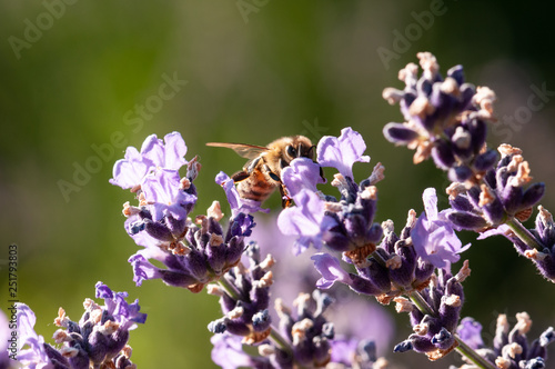 Fototapeta Naklejka Na Ścianę i Meble -  Lavender angustifolia, lavandula in sunlight in herb garden with honey bee