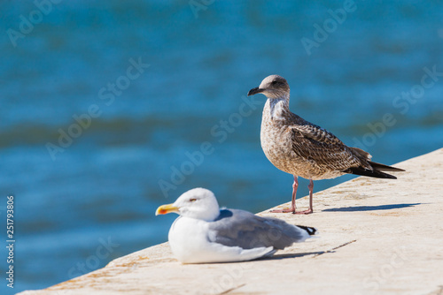 Two seagulls standing on stone. In the background sea.