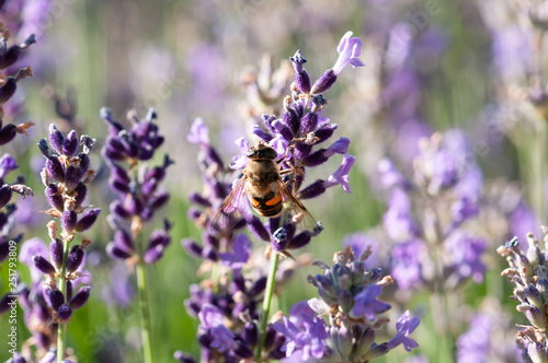 Lavender angustifolia  lavandula in sunlight in herb garden with honey bee