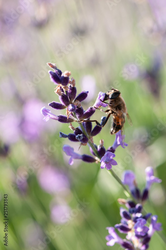Lavender angustifolia, lavandula in sunlight in herb garden with honey bee