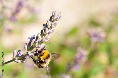 Lavender angustifolia, lavandula in sunlight in herb garden with honey bee