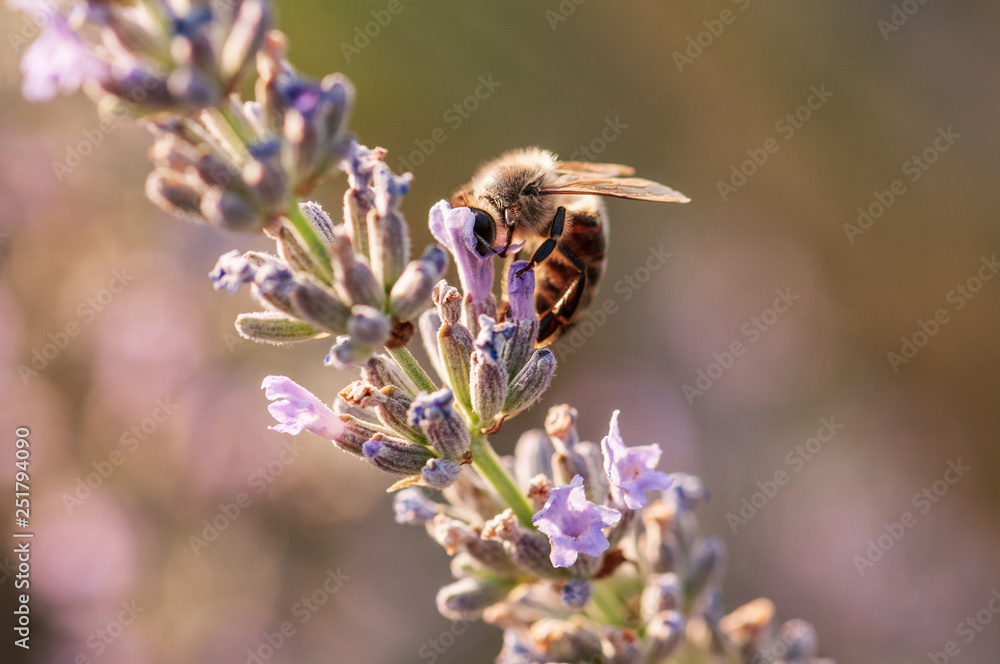 Lavender angustifolia, lavandula in sunlight in herb garden with honey bee Lavender angustifolia, lavandula in sunlight in herb garden with honey bee