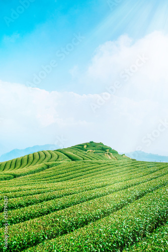 Photography Beautiful tea garden rows scene isolated with blue sky and cloud, design concept
