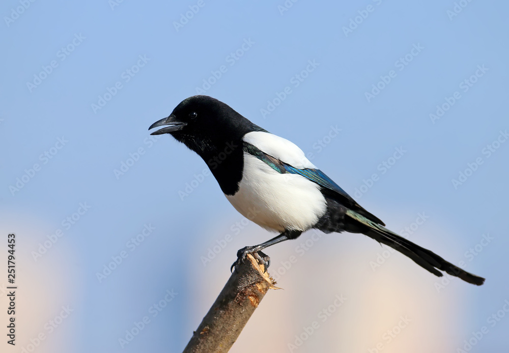 Unusual close-up portrait of a Eurasian magpie sitting on a branch against the sky and beige cane Unusual close-up portrait of a Eurasian magpie sitting on a branch against the sky and beige cane