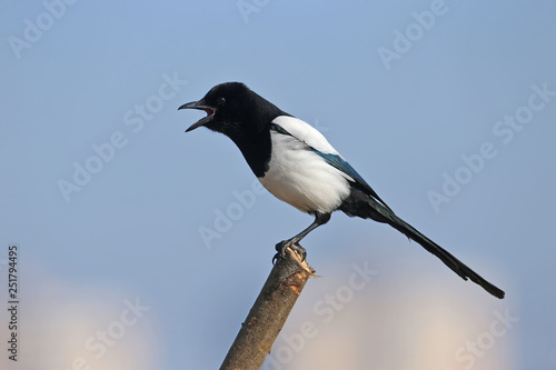 Unusual close-up portrait of a Eurasian magpie sitting on a branch against the sky and beige cane