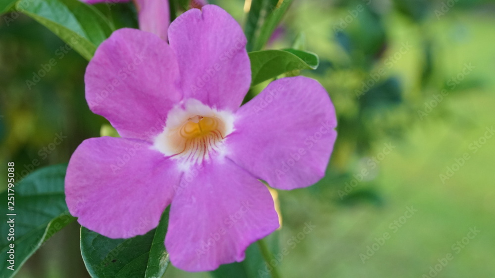 Flower Flower