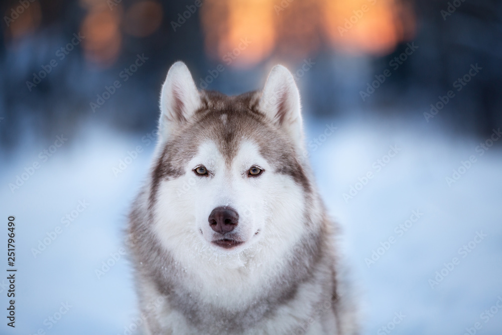 Beautiful, free and cute Siberian Husky dog sitting on the snow path in the winter forest at sunset.