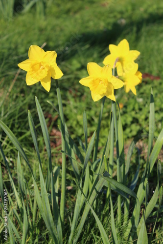 Fototapeta Naklejka Na Ścianę i Meble -  Daffodils growing though the grass on a bright sunny morning