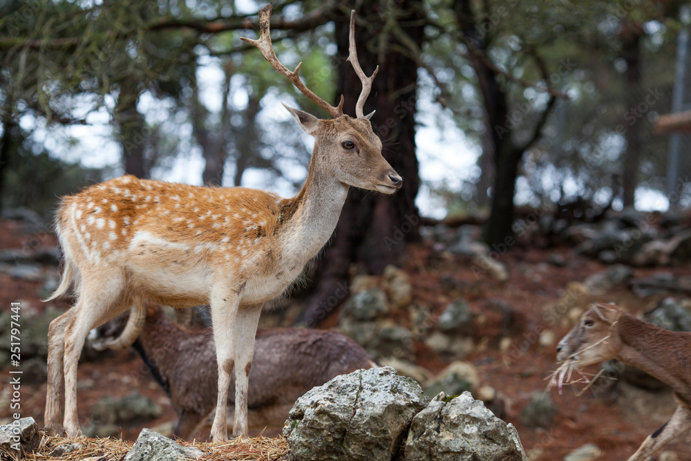Portrait of a roe on the background of nature Portrait of a roe on the background of nature