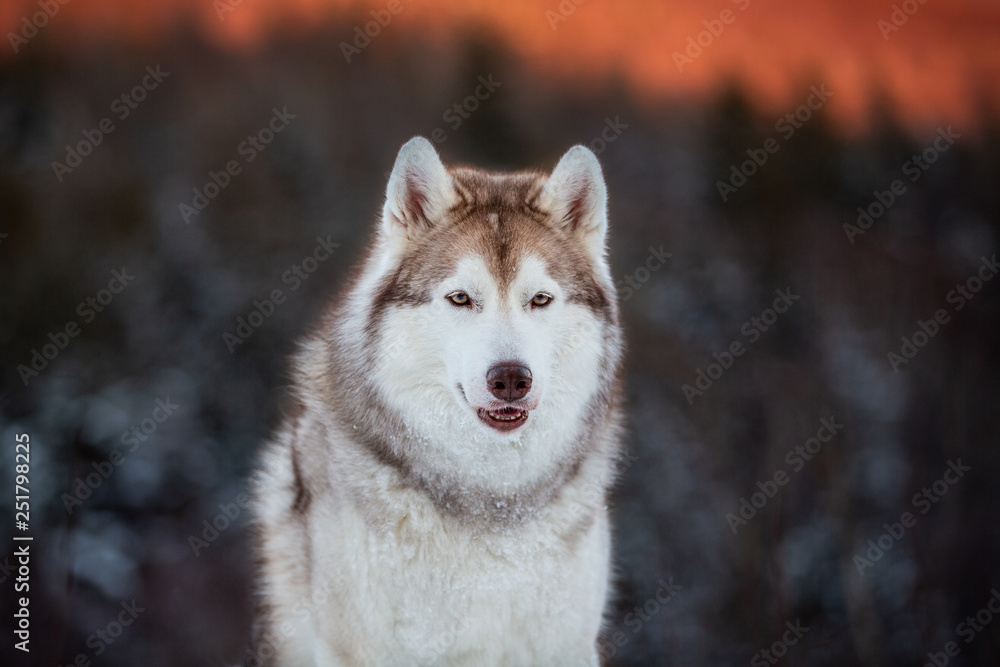 Portrait of beautiful Siberian Husky dog sitting is on the snow in winter forest at sunset on bright mountain background