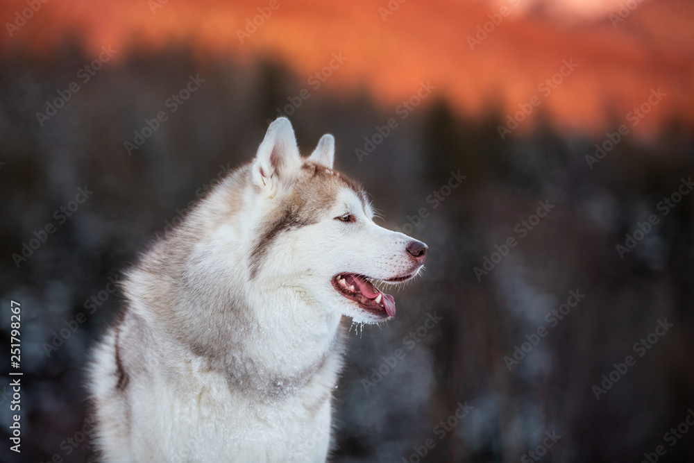 Portrait of free and prideful Siberian Husky dog sitting is on the snow in winter forest at sunset on bright mountain background