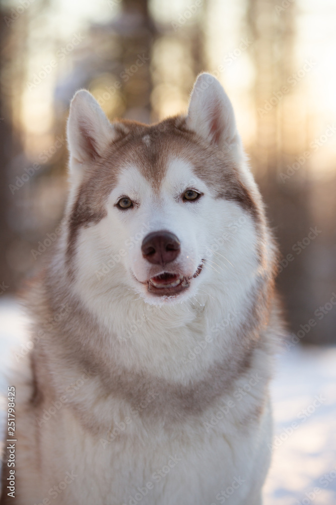 Gorgeous, beautiful and happy Siberian Husky dog standing on the snow path in the winter forest at sunset. Gorgeous, beautiful and happy Siberian Husky dog standing on the snow path in the winter forest at sunset.